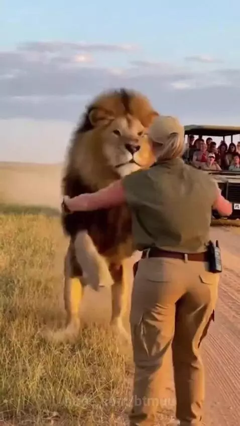 A large male lion with a full mane hugs a woman in a safari outfit on a grassy savanna.
