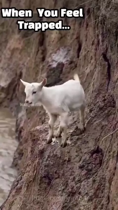 A baby goat being carried away by a large eagle, escaping a dangerous cliff edge with lions and crocodiles below.