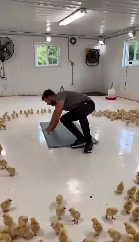 A man lying on his back on a mat, covered head to toe by a large group of small yellow chicks.