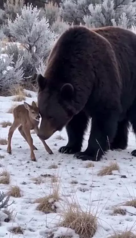 A large brown bear gently interacting with a small fawn in a snowy forest setting.