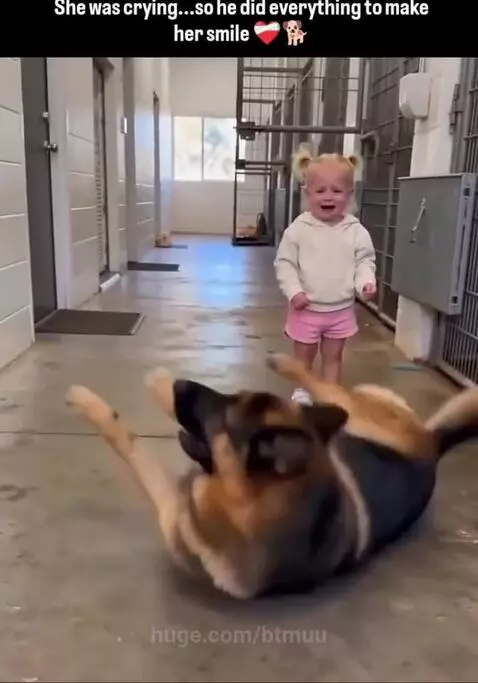 German Shepherd dog performing tricks for a toddler who stops crying and starts smiling.