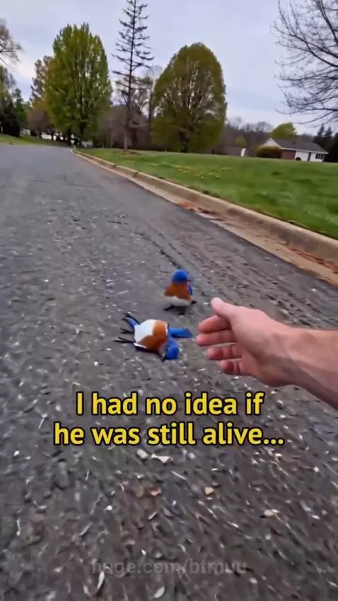 Person gently holding a bluebird while its partner perches on their hand, with bread offered.