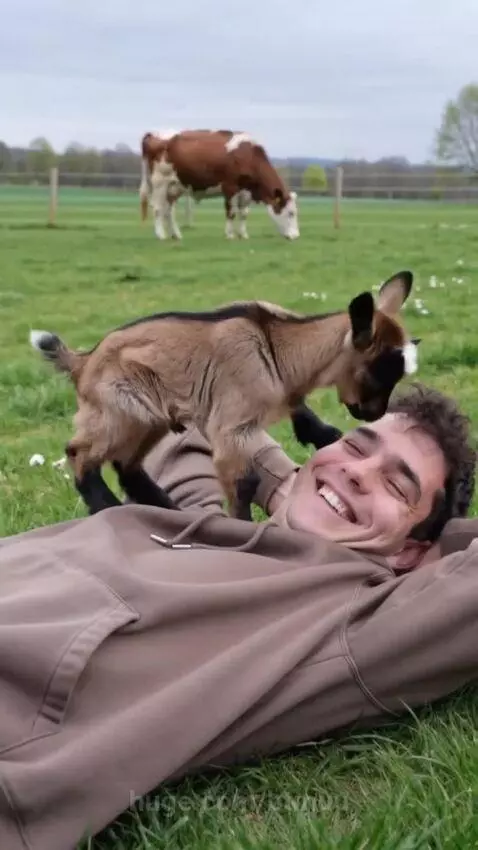 Man smiling in a field as a baby goat and donkey lick his face.