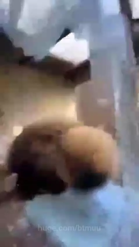 A silverback gorilla aggressively pounds on a cracked glass enclosure, confronting a lion.