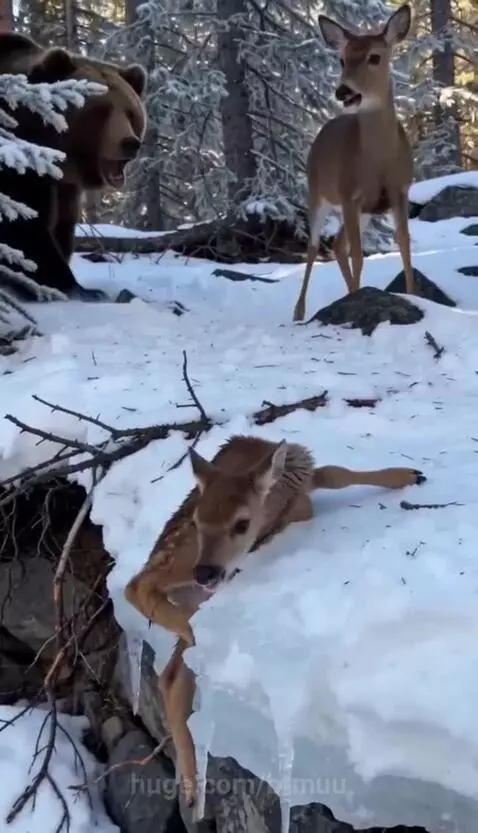 A large brown bear nudging a small fawn with its paw to help it off an icy ledge in a snowy forest.