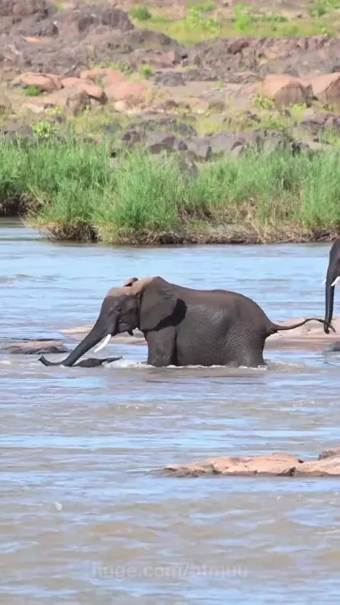 A family of elephants, including a calf, crossing a rocky river with adult elephants guiding the young one.