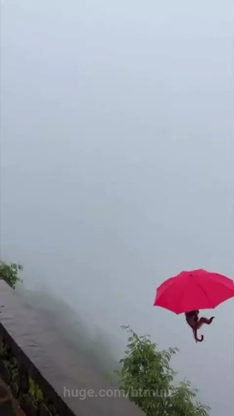 Monkey holding a red umbrella and floating away into the fog over a cliffside path.