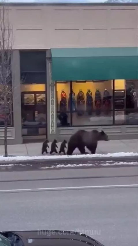 Mother bear and three small cubs walking in a line on a snowy sidewalk in a town.