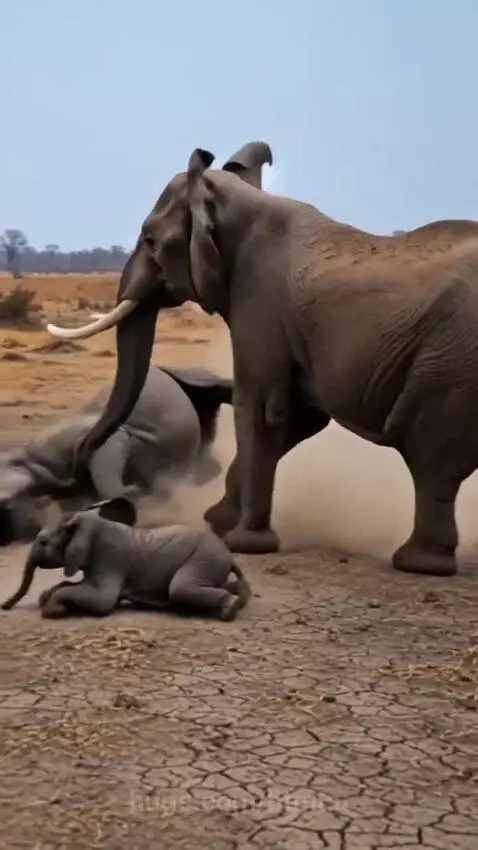Mother elephant trumpeting and charging at a rhino to protect her baby elephant on a dusty savanna.