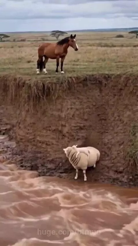 Hero horse carefully descends a steep muddy bank to help a sheep and lamb escape to safety.