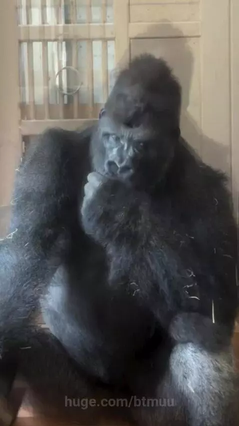 A large black gorilla with grey fur on its legs sits on brown steps, resting its chin on its hand.