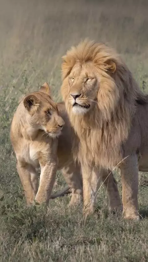Male and female lions embracing in a sunny field, showcasing a tender moment of affection.