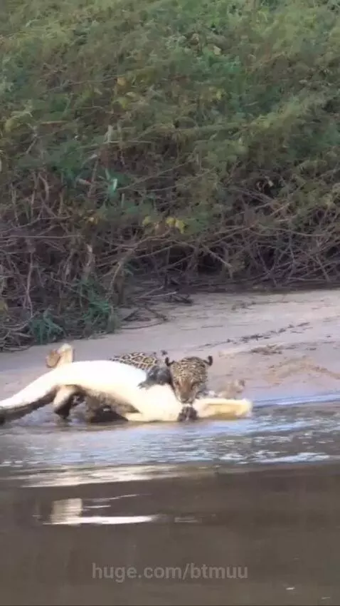 Jaguar gripping a caiman by the neck at the water's edge, dragging it onto a sandy bank.