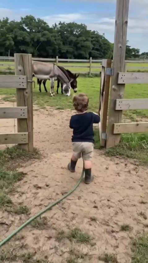 Young child in boots sprays water from a garden hose at two donkeys standing in a grassy field.