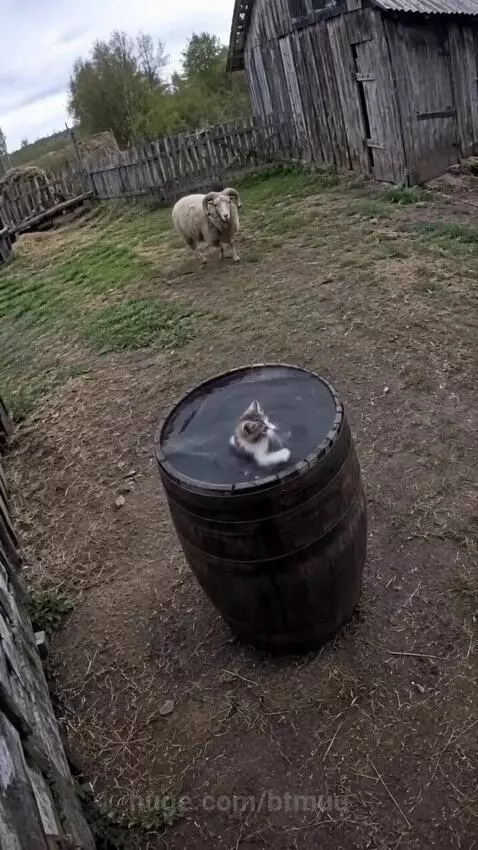 A large sheep nudges a barrel, causing a small kitten to fall into the water, then lies down to comfort it.