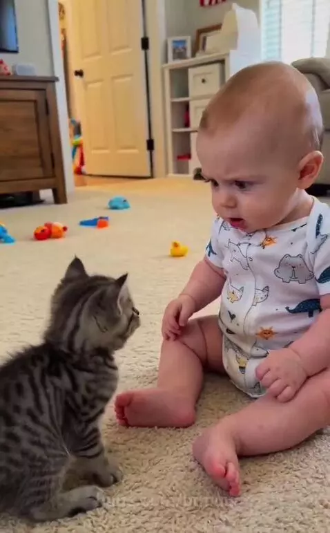 Baby sitting on carpet, being comforted by a mama cat after interacting with a kitten.