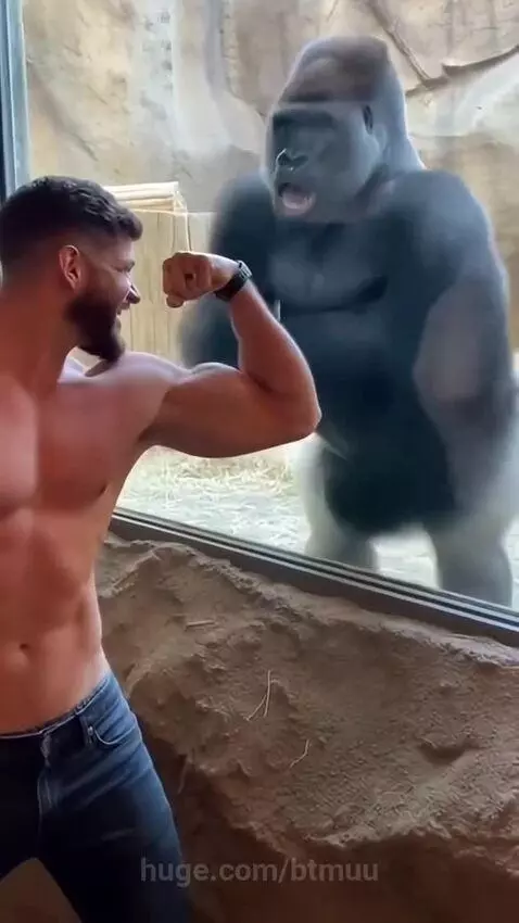 Man flexing at a silverback gorilla in a zoo enclosure, with the gorilla mimicking the pose.