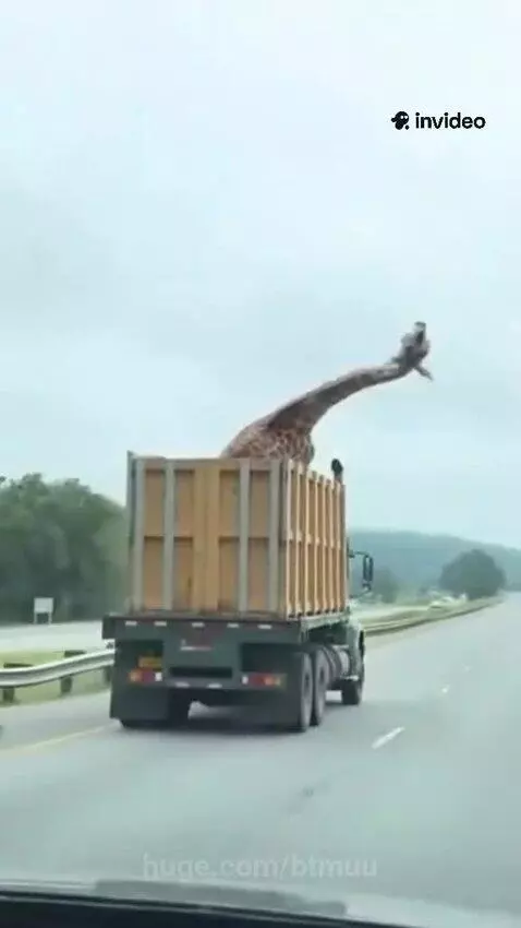 Giraffe hitting its head on a low overpass while being transported in the back of a truck.
