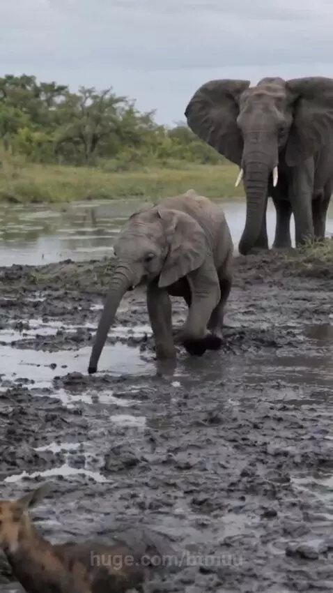 Park rangers and a baby elephant assisting a young antelope out of thick mud.
