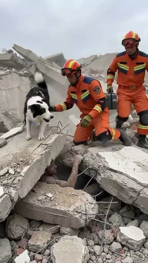 Brave K9 Leads Rescuers to Earthquake Survivors by btmuu