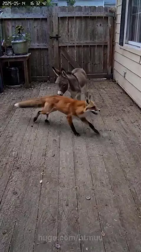 The ultimate backyard bodyguard by btmuu
