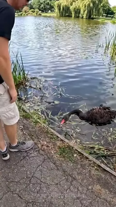 Man freeing a black swan from a fishing net on a lake path.
