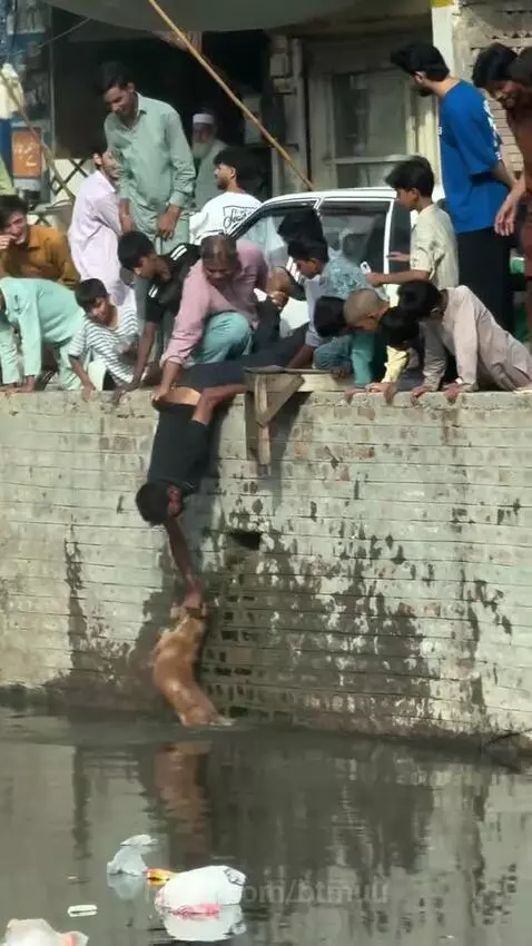 Men and boys pulling a dog out of a canal next to a brick wall, with one man hanging over the edge.