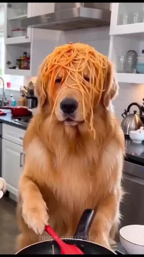 Husky and golden retriever dogs in a kitchen, one with spaghetti on its head, appearing to laugh.