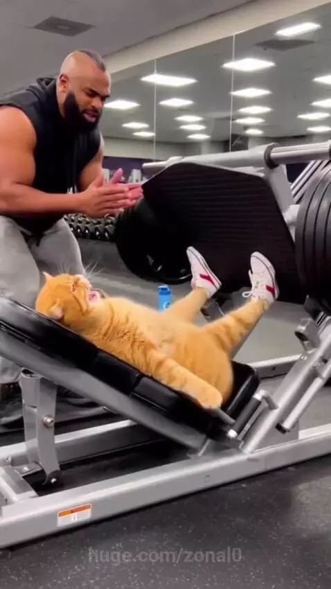 Muscular man with beard encouraging an orange cat wearing sneakers to push a leg press machine.