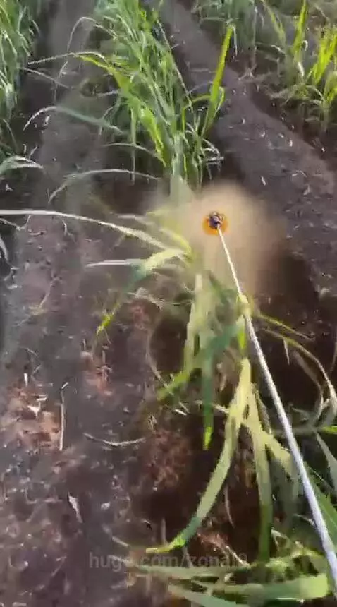 Overhead view of person spraying young green sugarcane plants with a handheld sprayer in a field.