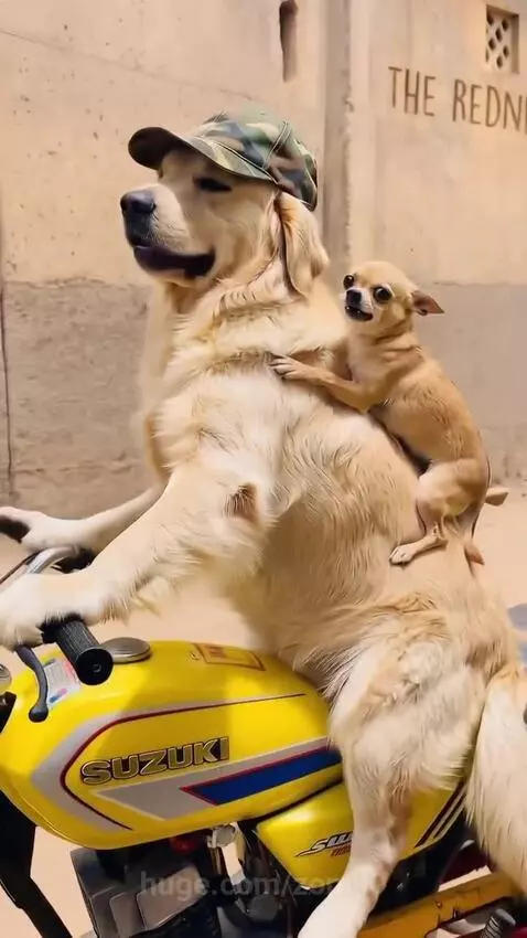 Golden retriever wearing a cap appears to ride a motorcycle with a chihuahua on its back.