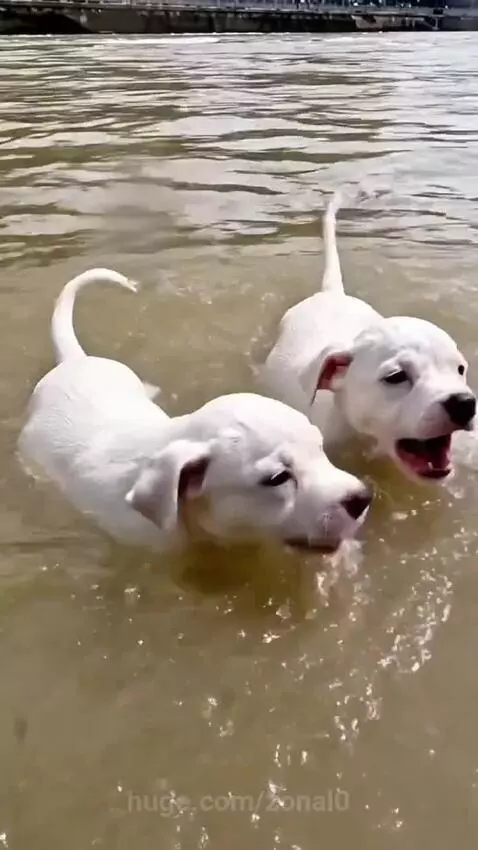 German Shepherd swimming with two puppies on its back, heading towards a cheering crowd on the riverbank.