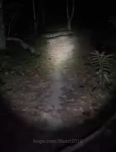 A large snake lies across a path in a dark forest, illuminated by a flashlight beam.