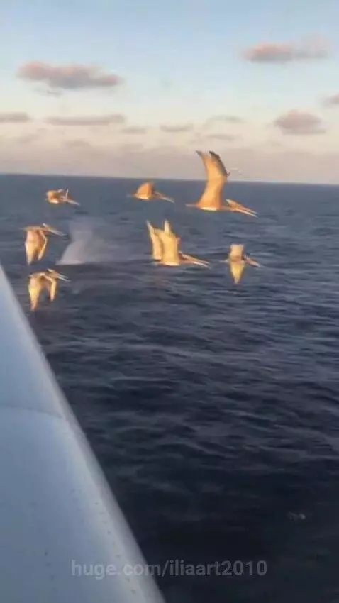 Flock of Pteranodons flying and hunting over a blue ocean, seen from an airplane window.