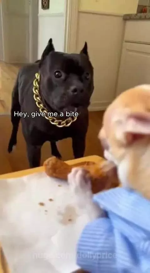 Chihuahua in a blue shirt points a toy gun at a black dog while guarding a piece of fried chicken.