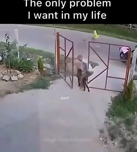 A man tries to open a gate while a happy, clingy dog jumps on him and playfully grabs his leg.