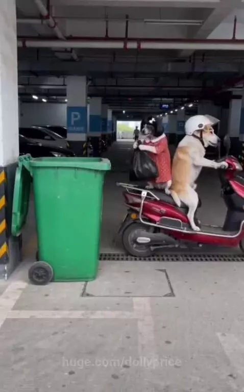 Dog wearing a helmet on a scooter next to another dog in a dress struggling with a trash bag.