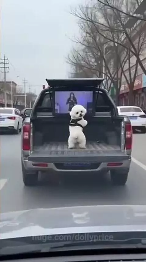 A small white fluffy puppy wearing a harness stands on its hind legs in a pickup truck bed, watching a screen.