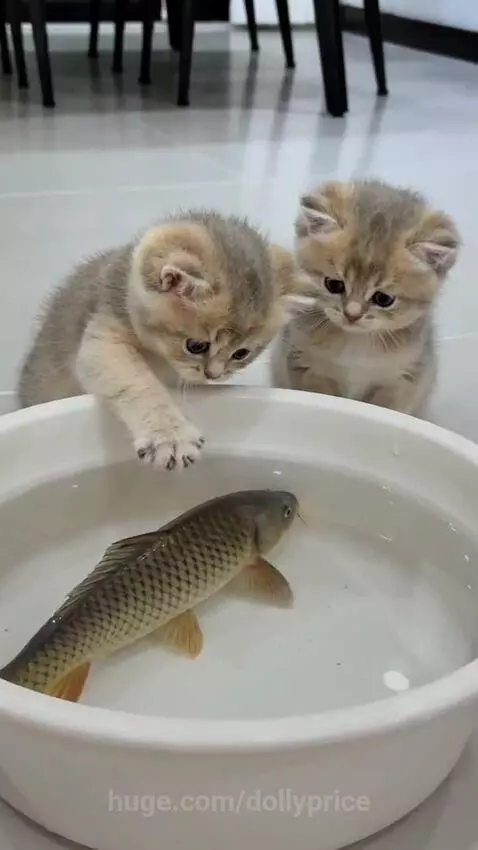 Two kittens intently watching and pawing at a fish swimming in a white bowl of water.