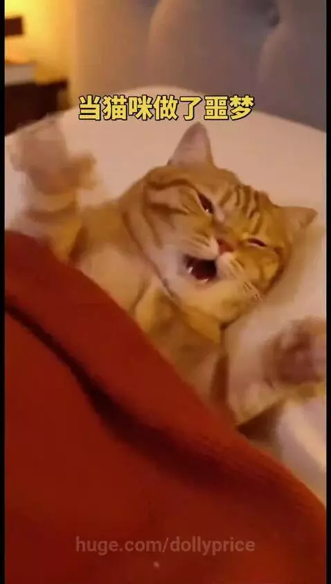 Orange cat on a couch under a red blanket, waking up startled then relaxing.