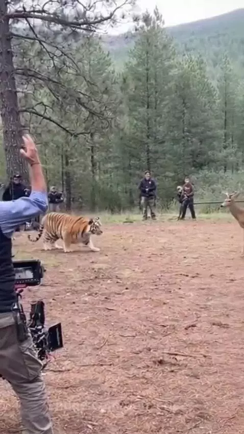 Filming a scene with actors in tiger and deer costumes in a forest clearing, with a crew member directing.