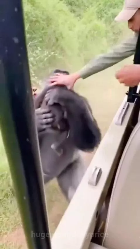 A gorilla is attacked by a lioness in a grassy area, with a safari vehicle nearby.