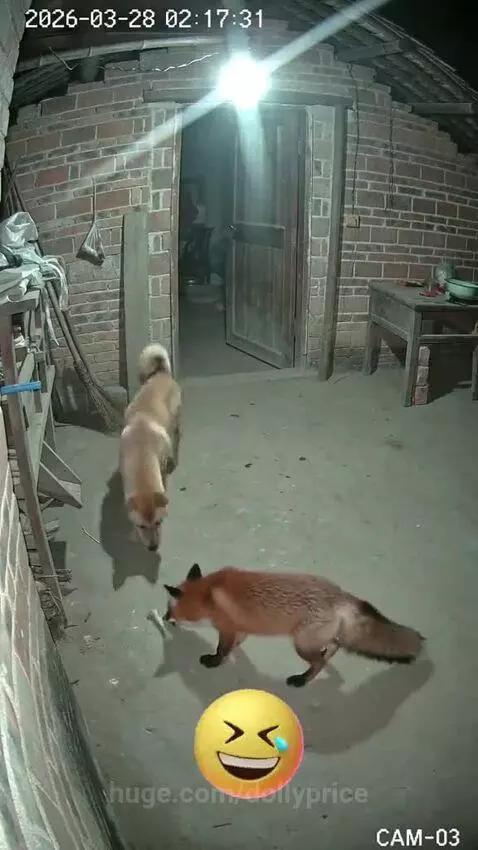 A dog and a fox playfully tussling over a bone on a concrete floor.
