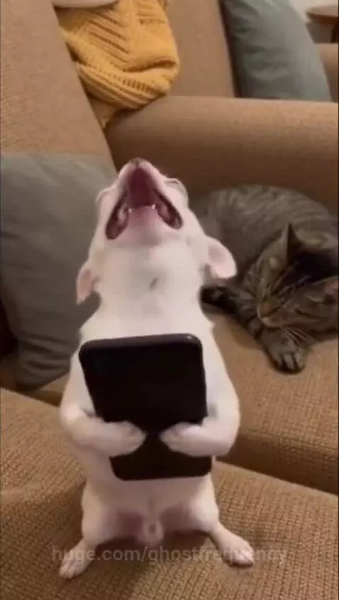 A small white dog howling while holding a smartphone, gets swatted by a tabby cat.