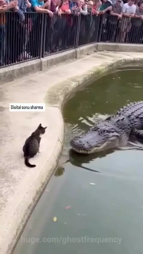 Tabby cat standing on hind legs, swatting at the snout of a large alligator in water.