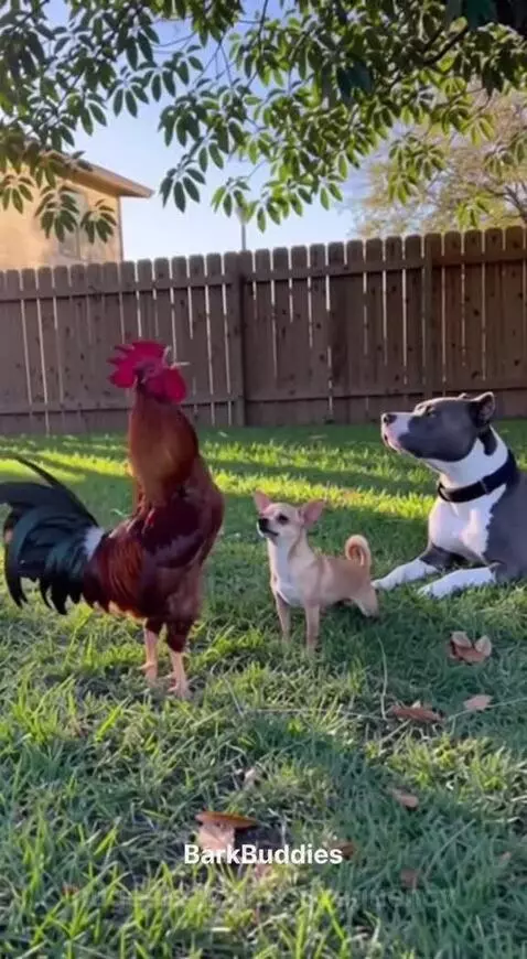 Chihuahua barking at a rooster in a sunny backyard, with a pit bull lying nearby.