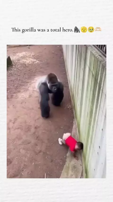 A large gorilla gently holding a small child in its arms near a wall in an enclosure.