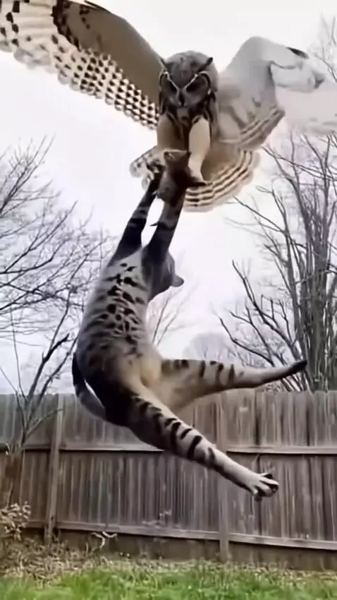 Mother cat leaping to save kitten from an owl in a backyard.