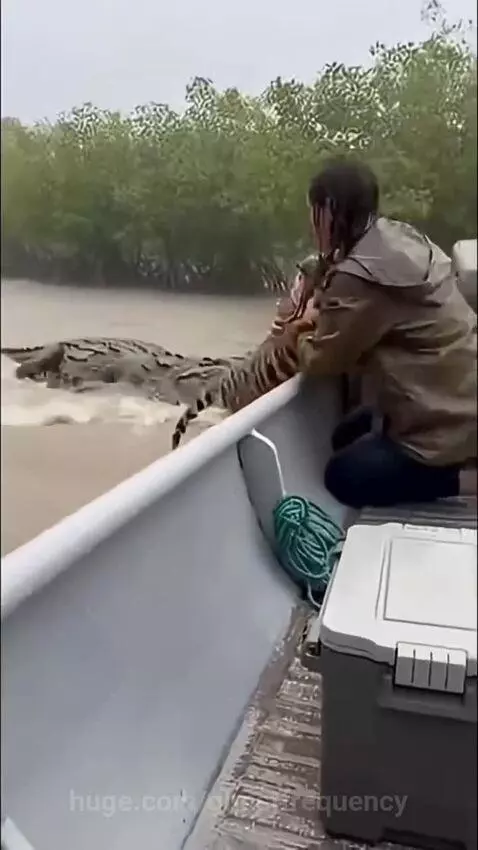 Person in a boat rescuing a tiger from a muddy river while a crocodile lunges.