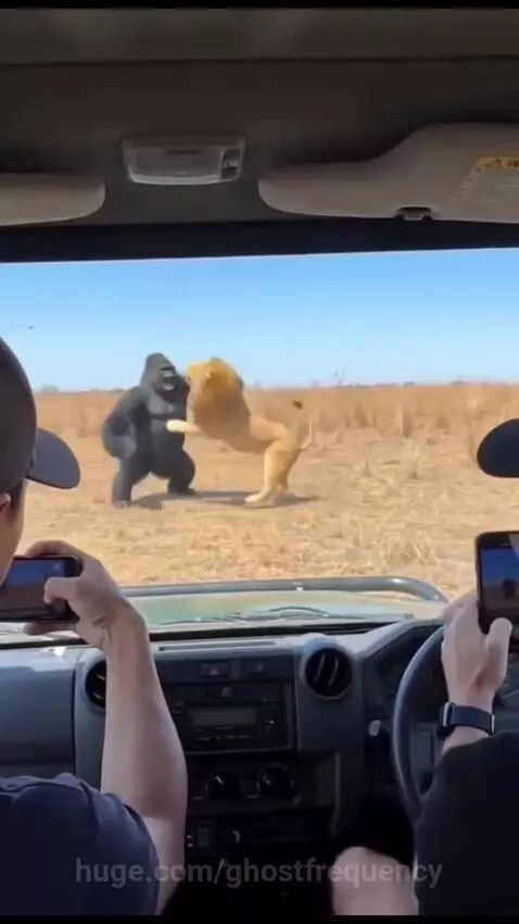CGI gorilla and lion fighting in a field, with a man appearing to punch the lion.